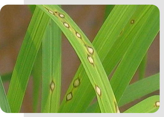 Giải pháp phòng trừ bệnh đạo ôn hại lúa