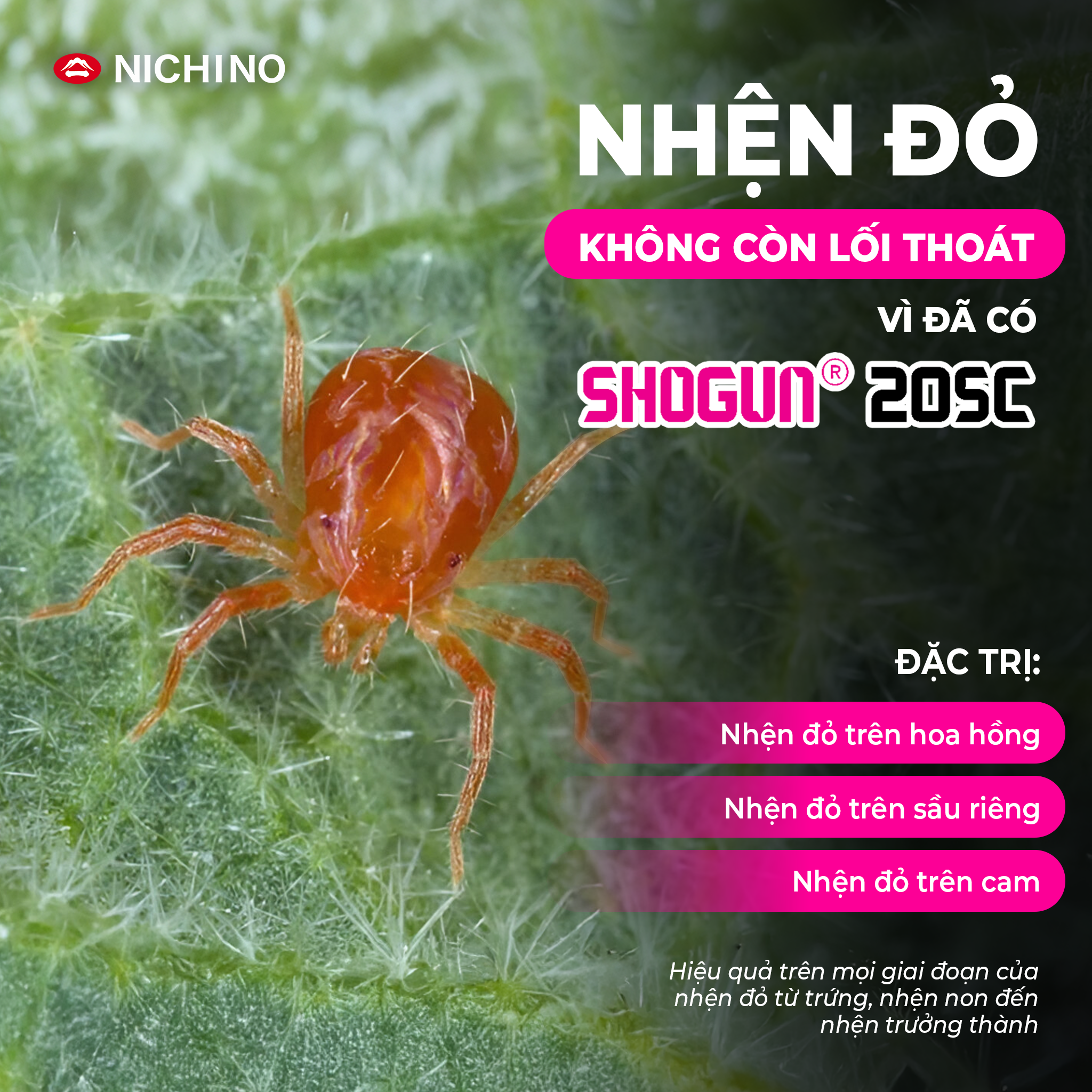 Bảo vệ cây khỏi nhện đỏ cùng Shogun 20sc Bảo vệ cây khỏi nhện đỏ cùng Shogun 20sc
