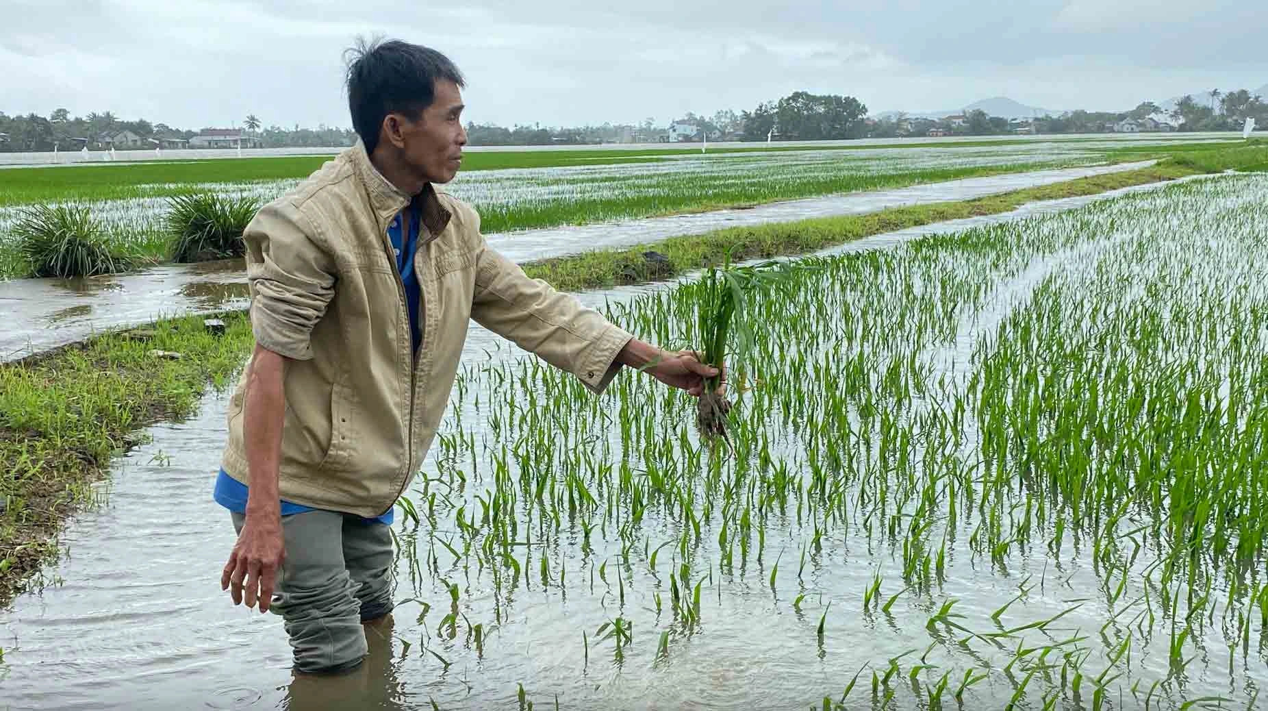 cánh đồng lúa bị bệnh đạo ôn cánh đồng lúa bị bệnh đạo ôn