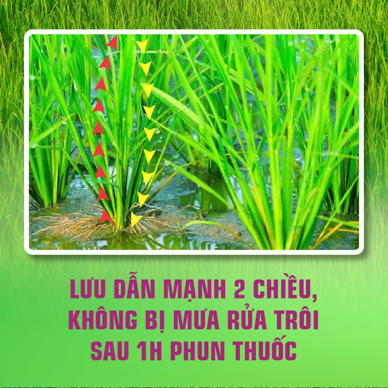 Đặc trị đạo ôn cùng Katana 20sc Đặc trị đạo ôn cùng Katana 20sc