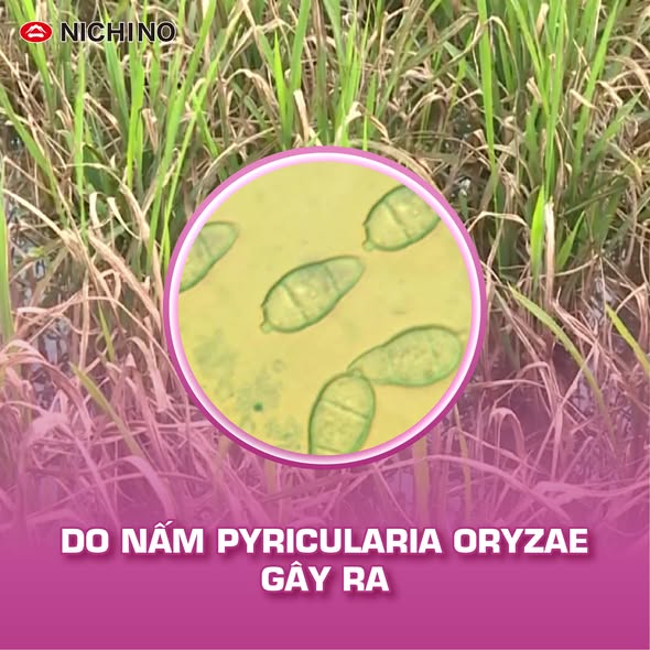 Nguyên nhân gây ra đạo ôn