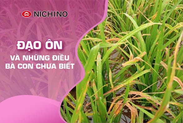 Đạo ôn và những điều bà con chưa biết