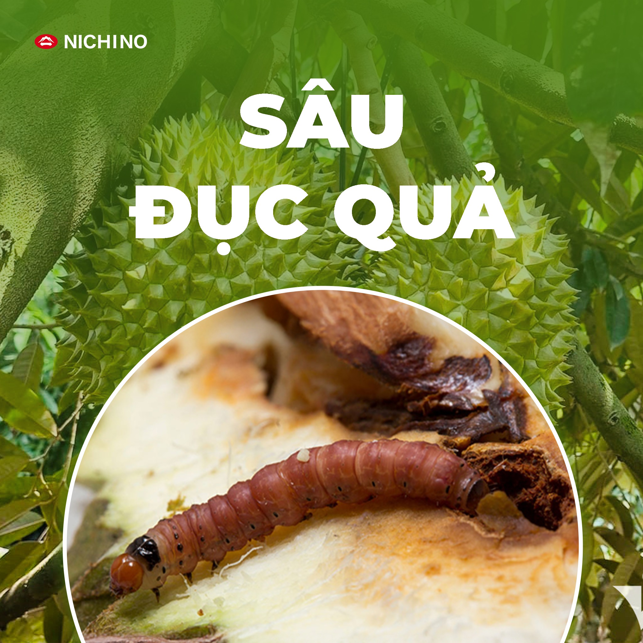 Giải pháp trị sâu đục trái sầu riêng Giải pháp trị sâu đục trái sầu riêng