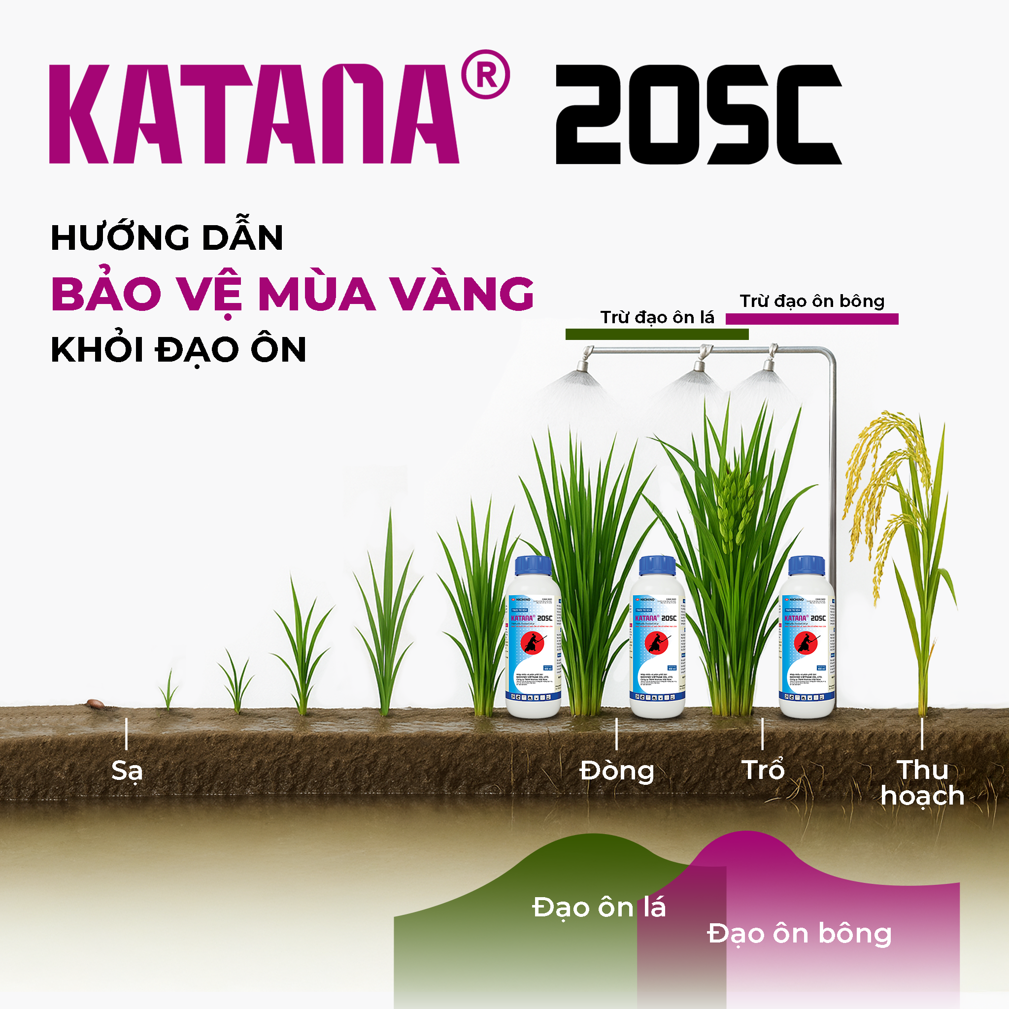 phòng trừ đạo ôn trên lúa hiệu quả với Katana phòng trừ đạo ôn trên lúa hiệu quả với Katana
