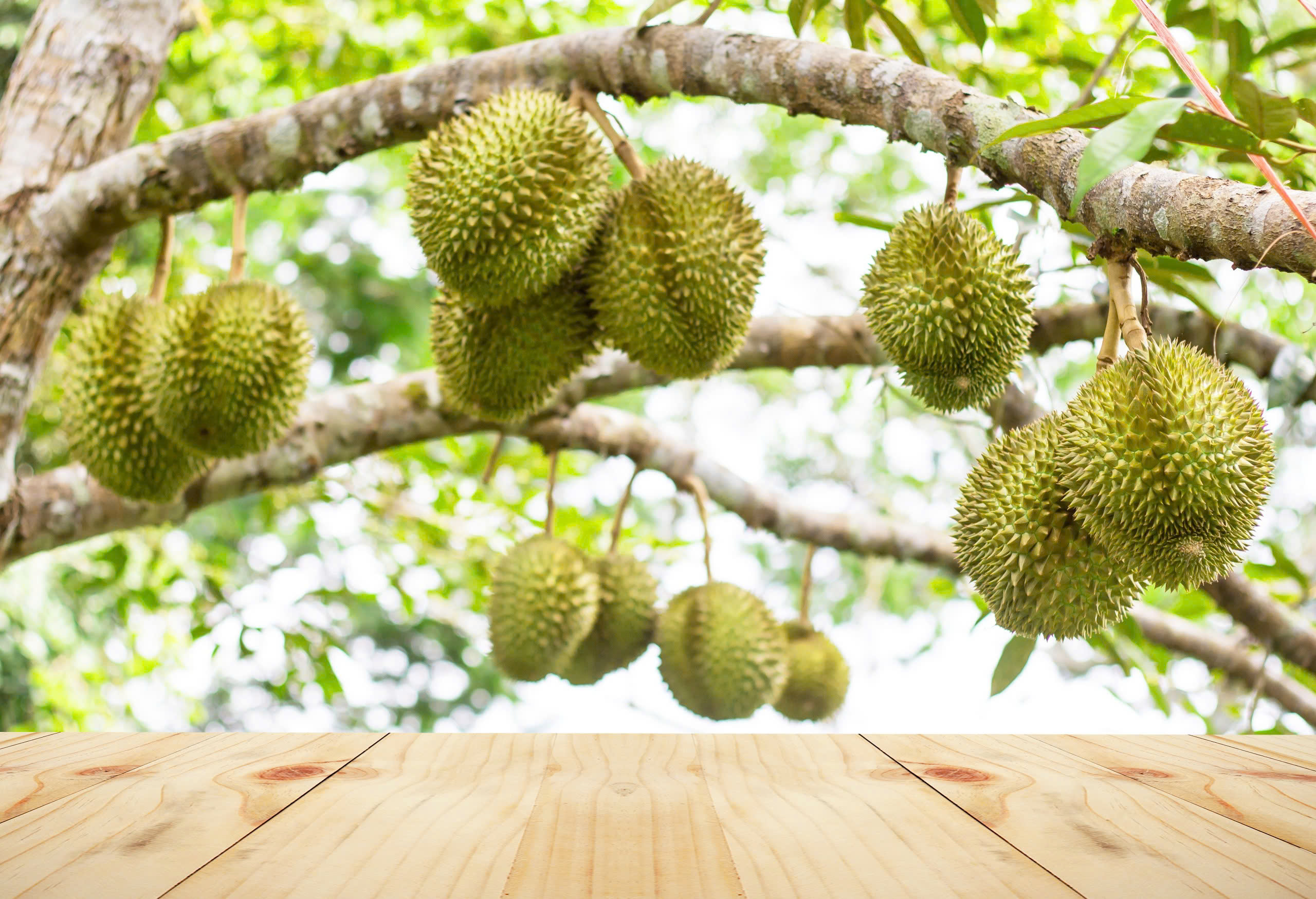 Quản lý sâu đục quả hiệu mang mang tới chất lượng nông sản tốt