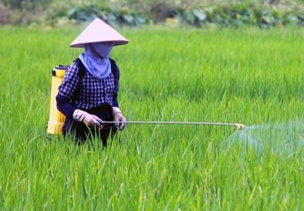 Sử dụng Katana 20SC phòng bệnh đạo ôn lúa Sử dụng Katana 20SC phòng bệnh đạo ôn lúa