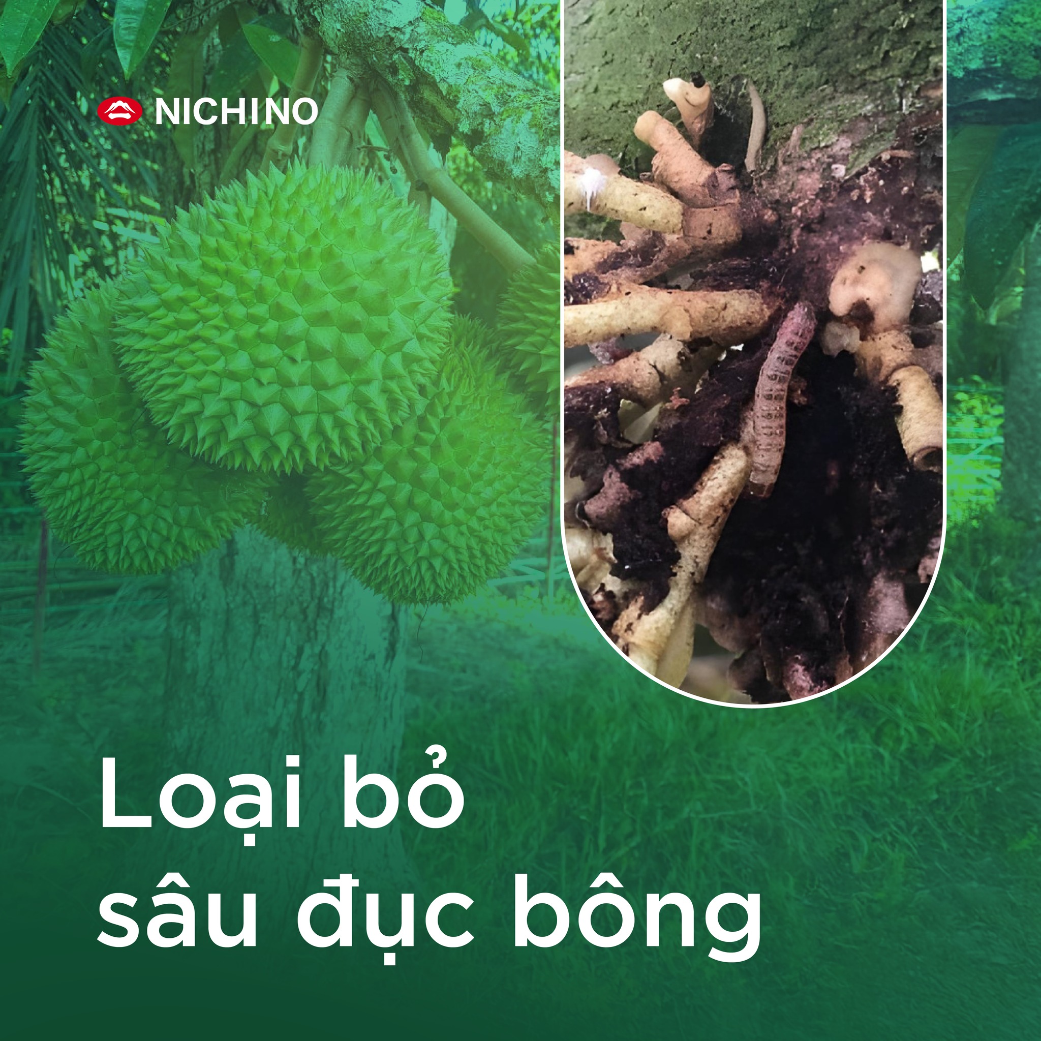 Takumi 20wg loại bỏ sâu đục bông Takumi 20wg loại bỏ sâu đục bông