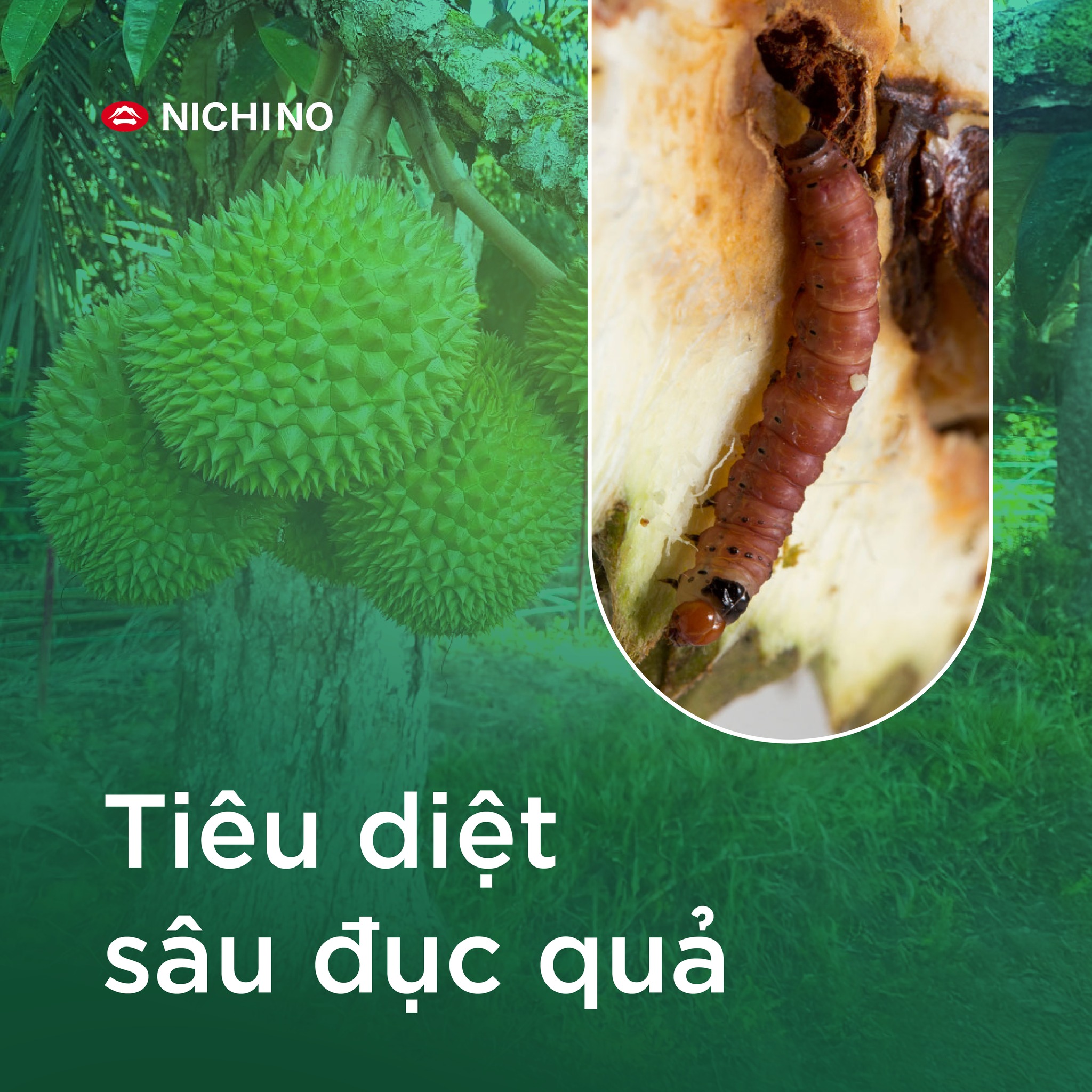 Takumi 20wg tiêu diệt sâu đục quả Takumi 20wg tiêu diệt sâu đục quả
