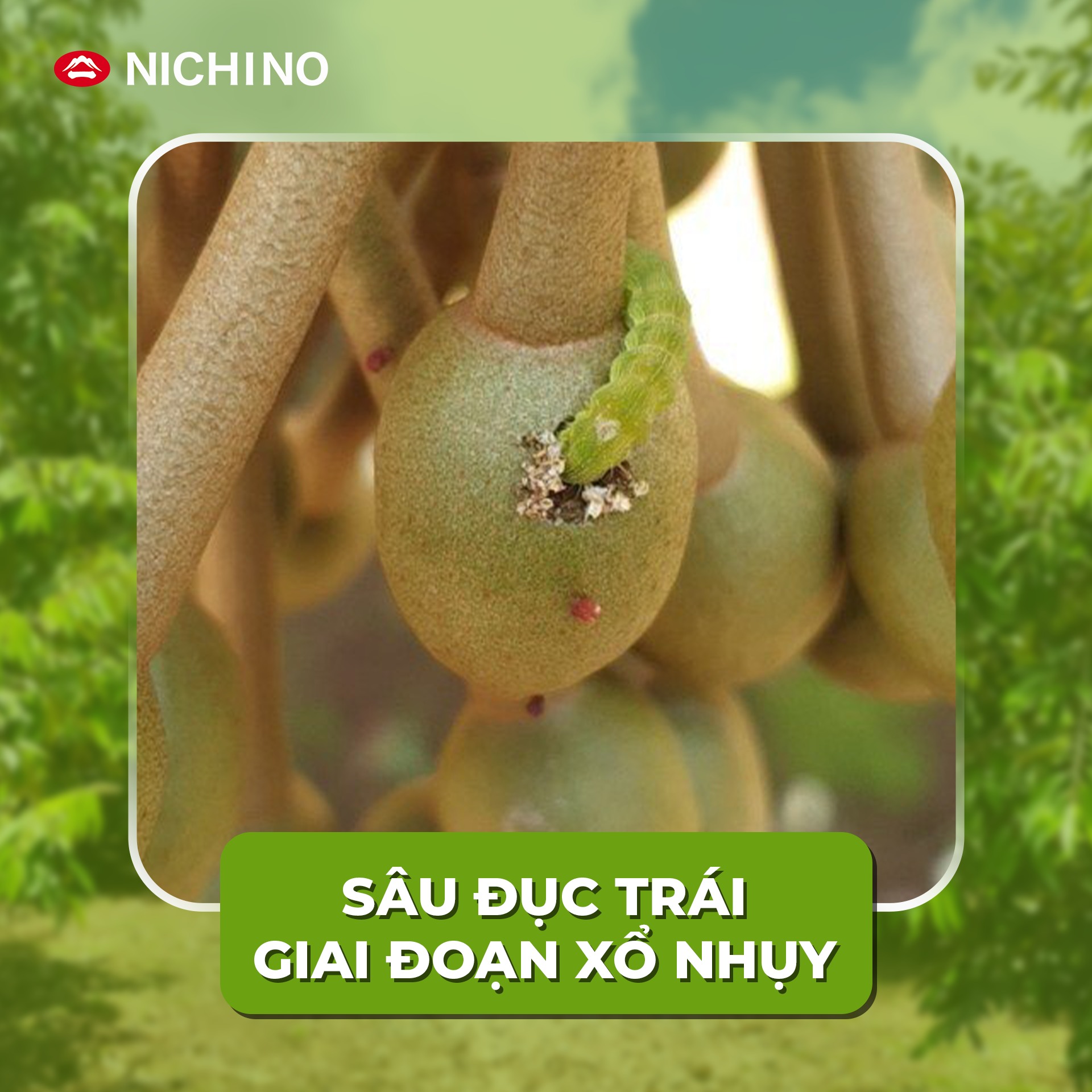 Trị sâu đục trái giai đoạn xổ nhụy cùng Takumi 20wg Trị sâu đục trái giai đoạn xổ nhụy cùng Takumi 20wg
