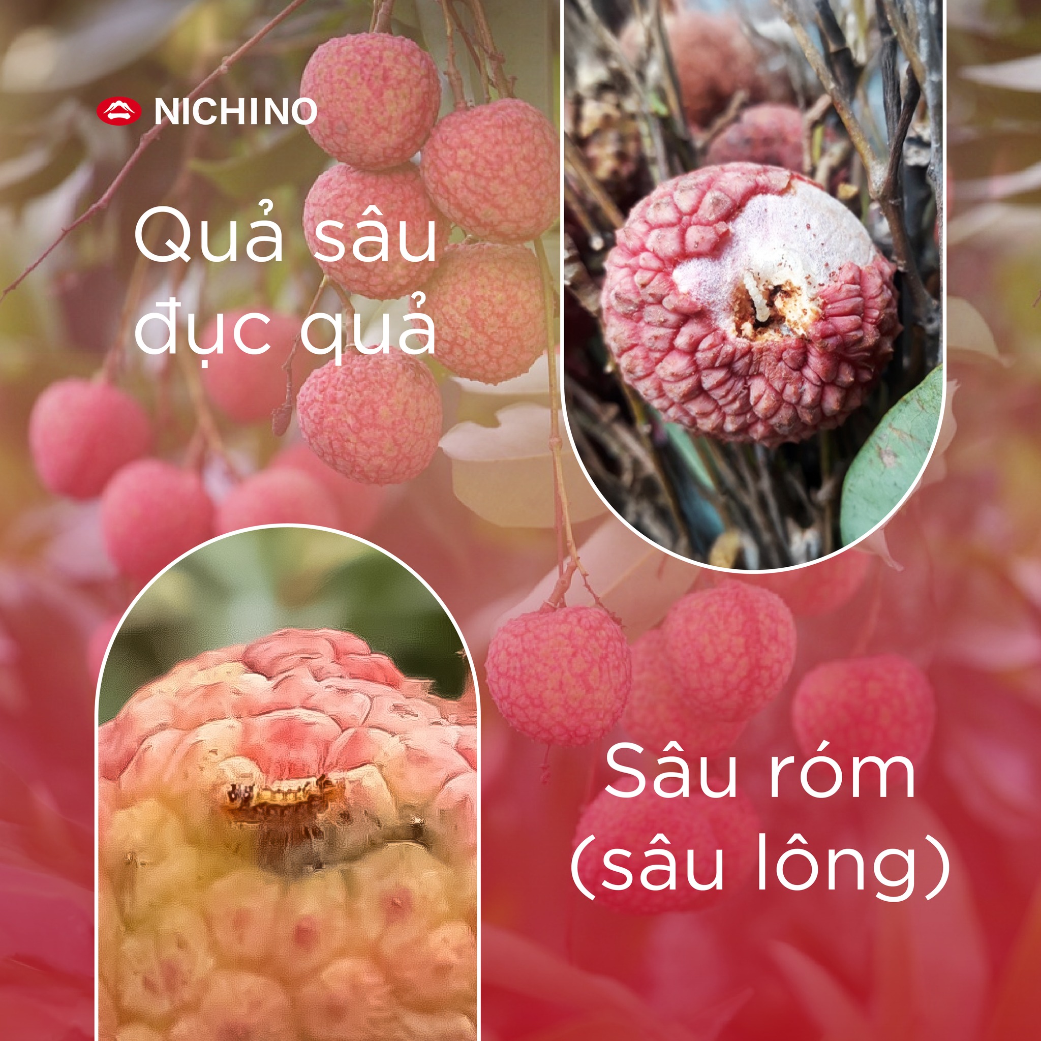 vải bị sâu đục trái lở loét